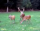 cerfs enfamille1